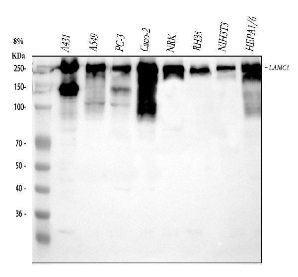 a03522 laminin primary antibodies wb testing 1