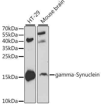 Western blot analysis of extracts of various cell lines, using gamma-Synuclein antibody  at 1:1000 dilution