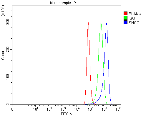  Flow Cytometry analysis of Hela cells using anti-gamma Synuclein/SNCG antibody (A03523-4)