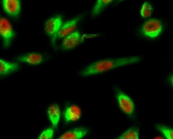 a03524 1 nfya primary antibodies if testing 1