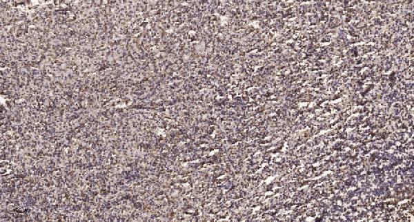 a03524 1 nfya primary antibodies ihc testing 4