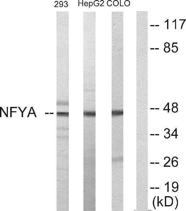a03524 1 nfya primary antibodies wb testing 3
