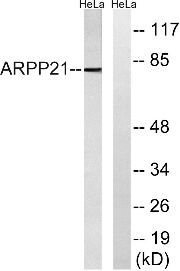 Western blot analysis of lysates from HeLa cells, using ARPP21 Antibody