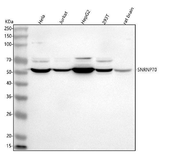 a03527 2 snrnp70 primary antibodies wb testing 1
