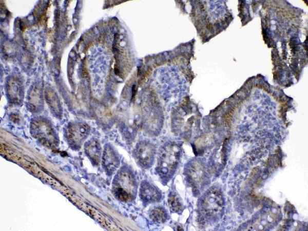 a03529 3 immunohistochemistry