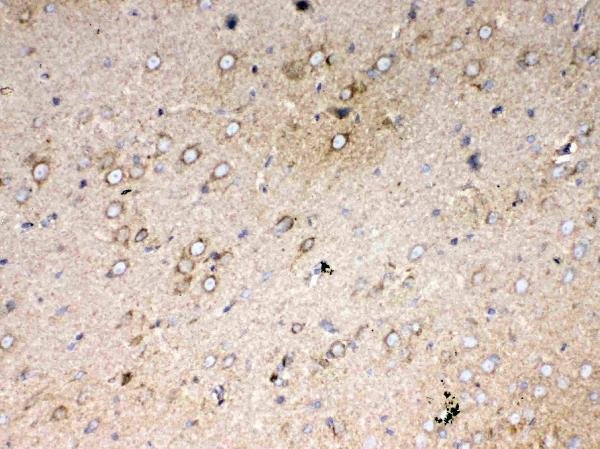 a03529 4 immunohistochemistry