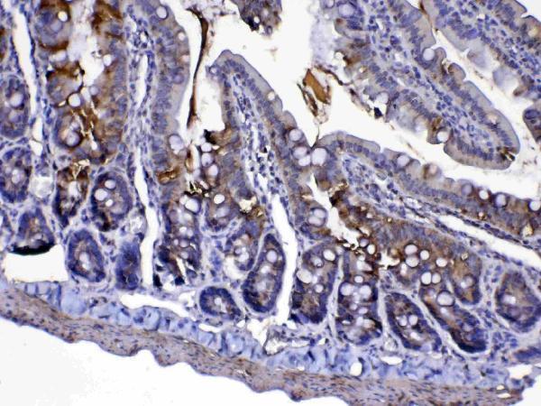 a03529 5 immunohistochemistry