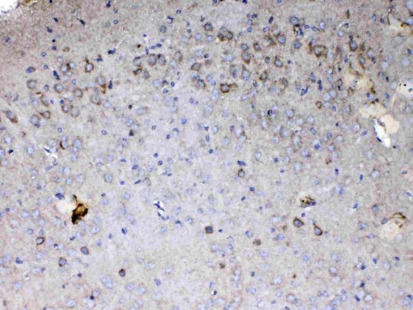 a03529 6 immunohistochemistry