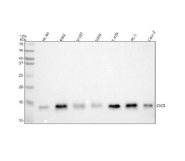  Western blot analysis of Cytochrome C using anti-Cytochrome C antibody (A03529)