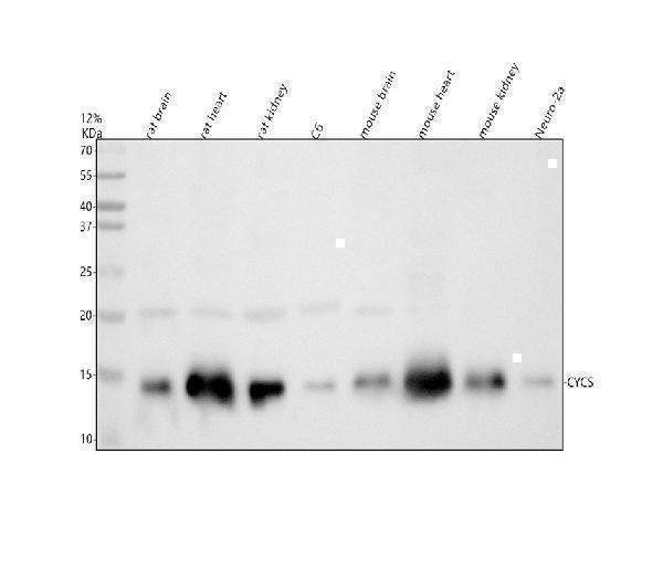  Western blot analysis of Cytochrome C using anti-Cytochrome C antibody (A03529)