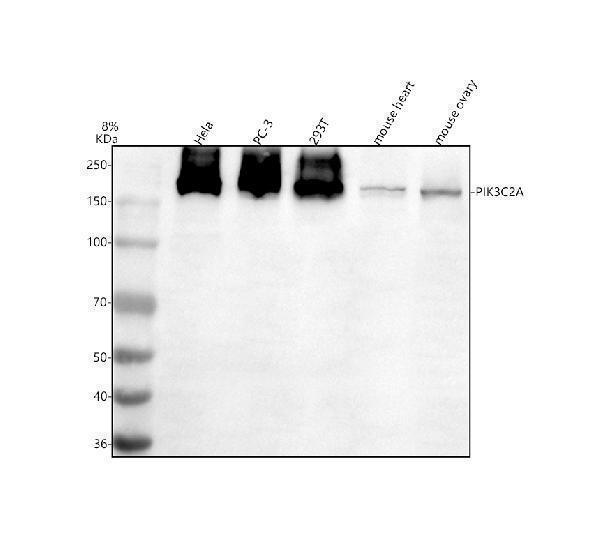 Western blot analysis of PIK3C2A using anti-PIK3C2A antibody (A03530-2)