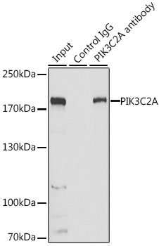 a03530 pik3c2a primary antiboties ip testing 3