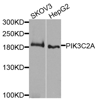 a03530 pik3c2a primary antiboties wb testing 1