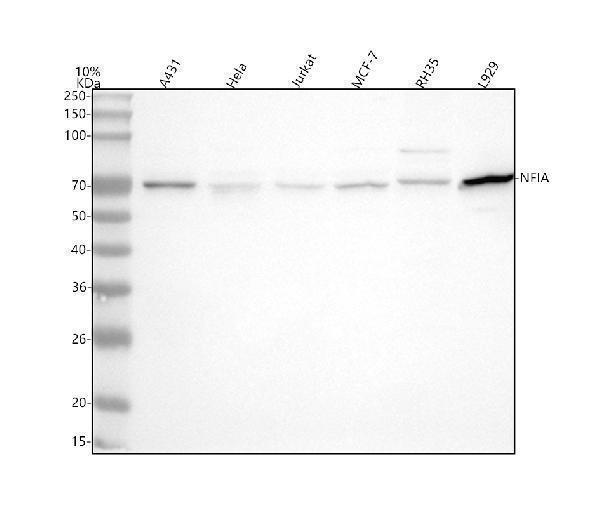  Western blot analysis of NFIA using anti-NFIA antibody (A03531)