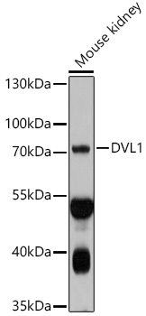 Western blot analysis of extracts of Mouse kidney, using DVL1 antibody  at 1:1000 dilution