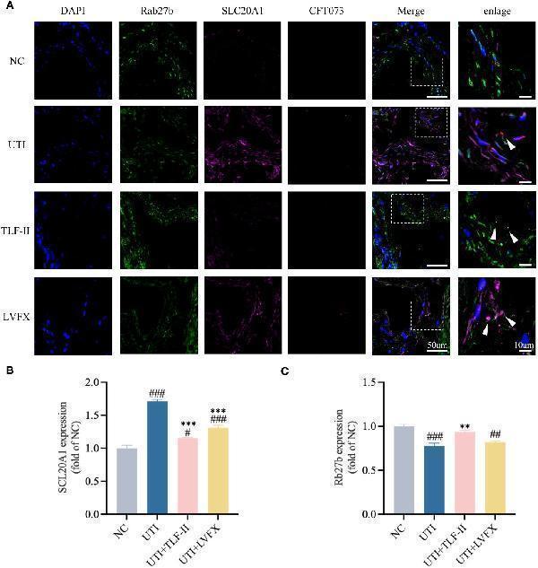 TLF-II reduces bacterial escape from fusiform vesicles into the cytoplasm
