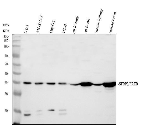 a03539 2 frzb primary antibodies wb testing 1