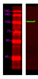 Western Blot analysis of Hela lysis, using primary antibody at 1:1000 dilution