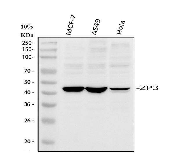 a03543 1 zp3 primary antibodies wb testing 1_1