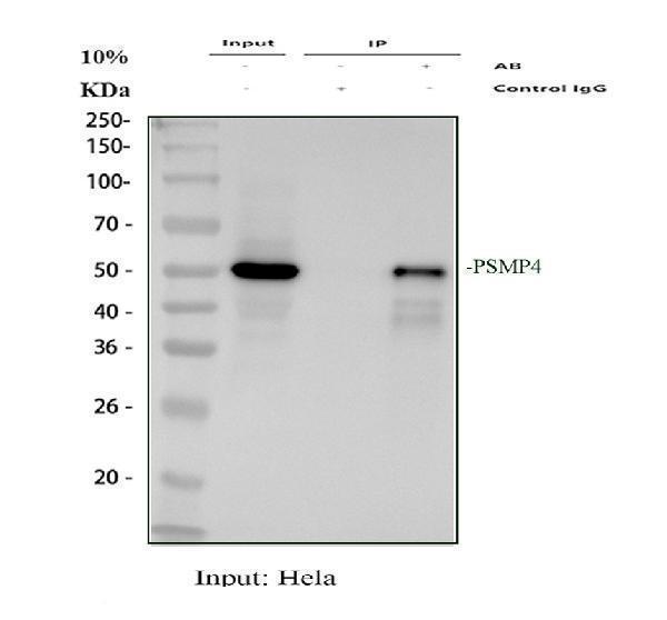 a03544 1 psmd4 primary antibodies ip testing 1
