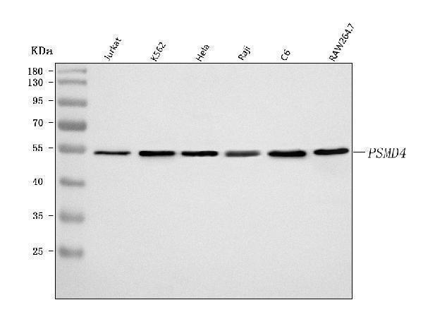  Western blot analysis of PSMD4 using anti-PSMD4 antibody (A03544-1)