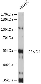 a03544 psmd4 primary antiboties wb testing 1