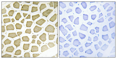 Immunohistochemistry validation of CYP7B1 using Anti-CYP7B1 Antibody (A03545-1)