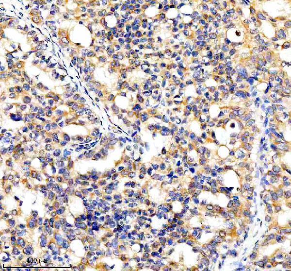 a03545 3 cyp7b1 primary antibodies ihc testing 2