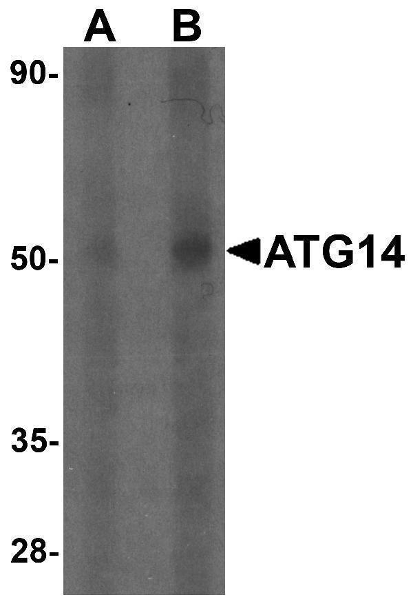 a03546 atg14 primary antibodies wb testing 1