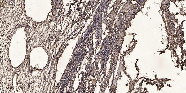 a03548 1 rps2 primary antibodies ihc testing 1