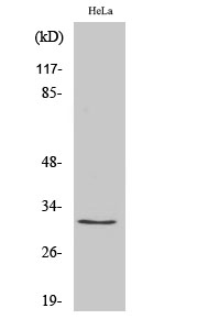 a03548 1 rps2 primary antibodies wb testing 2