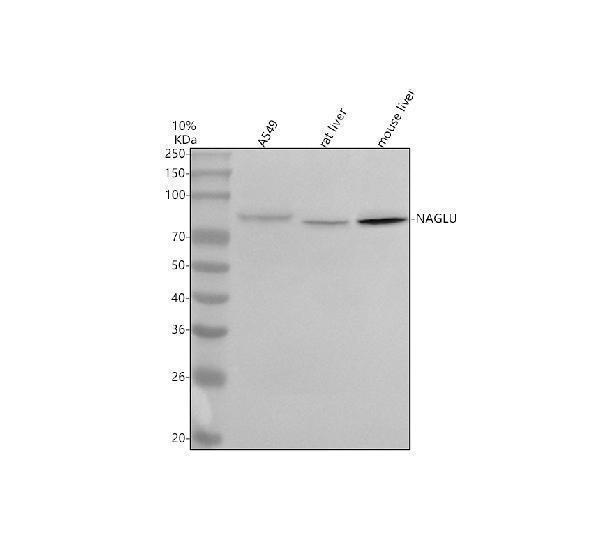  Western blot analysis of NAGLU using anti-NAGLU antibody (A03549)