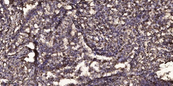 a03551 sost primary antibodies ihc testing 1