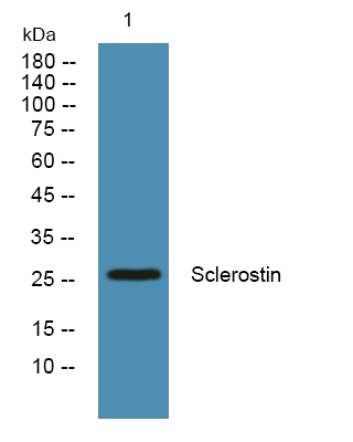 a03551 sost primary antibodies wb testing 2