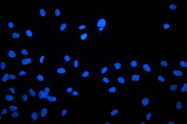 a03552 3 nhej1 primary antibodies icc testing 4