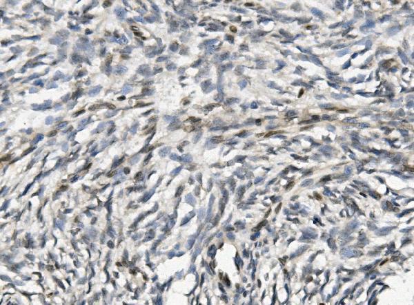a03552 3 nhej1 primary antibodies ihc testing 2