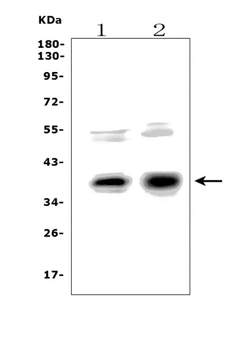 a03552 3 nhej1 primary antibodies wb testing 1