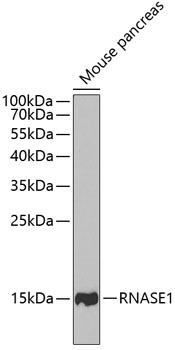 a03553 rnase1 primary antiboties wb testing 1