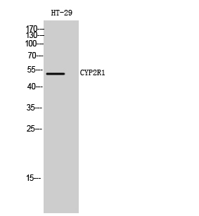 Western Blot analysis of HT-29 cells using CYP2R1 Polyclonal Antibody