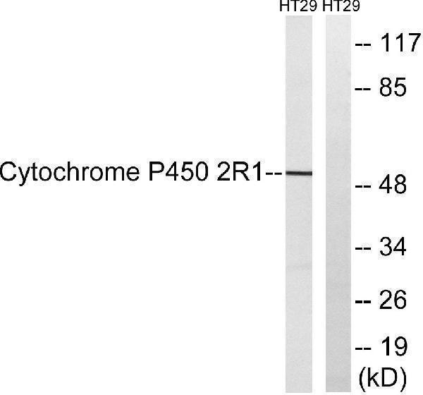 Western blot analysis of lysates from HT29 cells, using Cytochrome P450 2R1 Antibody