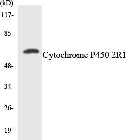Western blot analysis of the lysates from HT-29 cells using Cytochrome P450 2R1 antibody
