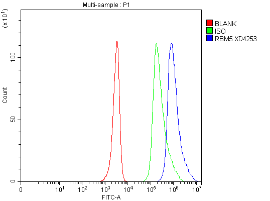 Flow Cytometry analysis of HEL cells using anti-RBM5 antibody (A03559-2)