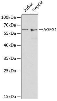 Western blot analysis of extracts of various cell lines, using AGFG1 antibody  at 1:1000 dilution