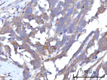 a03561 2 rap1gap primary antibodies ihc testing 3