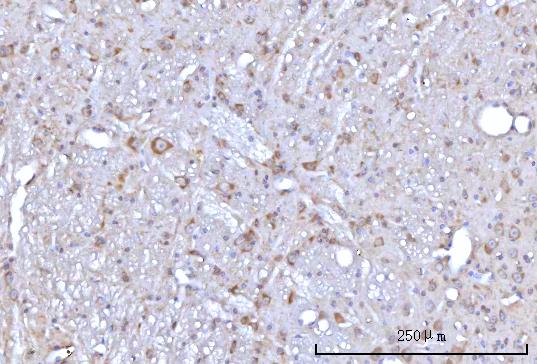 a03561 2 rap1gap primary antibodies ihc testing 4