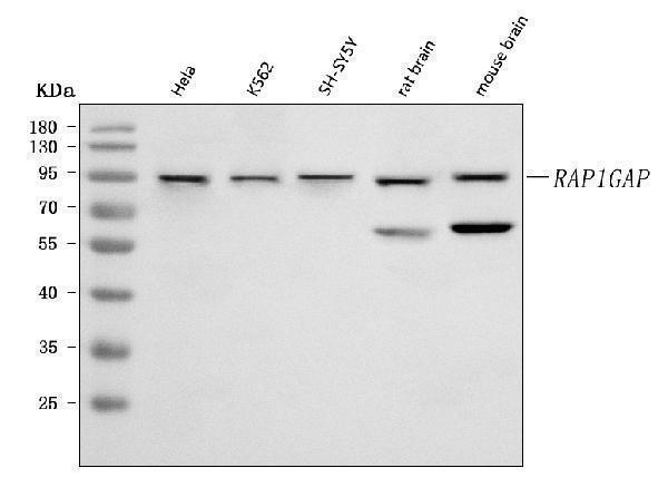 a03561 2 rap1gap primary antibodies wb testing 1