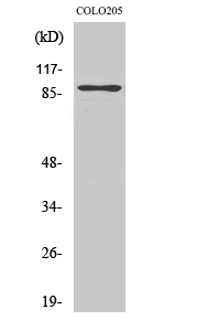 a03561 rap1gap primary antibodyes wb testing 1