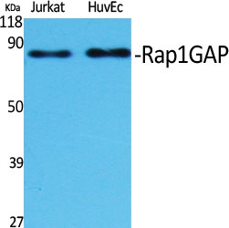 a03561 rap1gap primary antibodyes wb testing 2