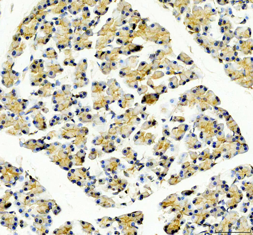 a03562 2 gnmt primary antibodies ihc testing 3
