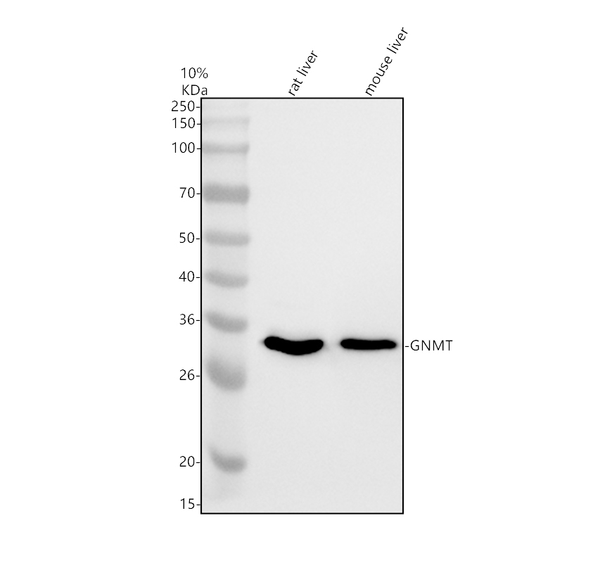 Western blot analysis of GNMT using anti-GNMT antibody (A03562-2)